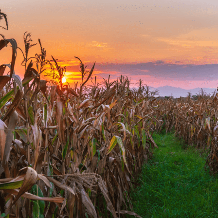 From Corn Mazes to Court Cases: Navigating Agritourism Liability in Indiana